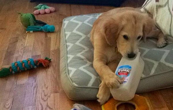 6. По словам девушки, любимые игрушки перестали радовать Wesley. Пес начал быстро терять в весе.