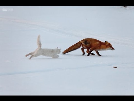Про кота, который хотел поиграть с лисой