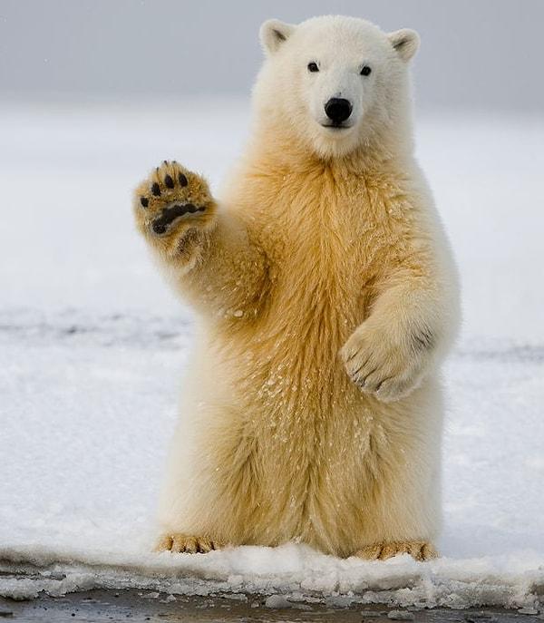 Kutup ayısı!