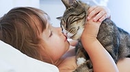 22 Madde ile Kediniz Sizi Sevdiğini Nasıl Gösterir?