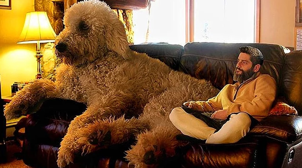 Sevimli Köpeği Juji'yi Dev Bir Minnoşa Çeviren Photoshop Ustasından 37 Fotoğraf