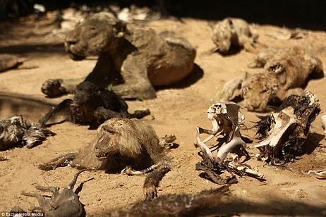 Kan Donduran Bir Hikaye: Açlıktan Ölüp Mumyalaşan Hayvanların Bulunduğu Hayvanat Bahçesi