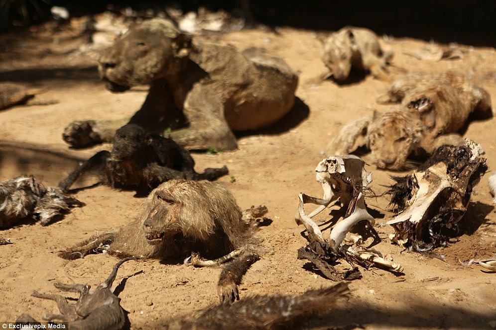 Kan Donduran Bir Hikaye: Açlıktan Ölüp Mumyalaşan Hayvanların Bulunduğu Hayvanat Bahçesi
