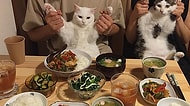 Japonya'nın En Minnoş İkilisi: İnsanları Yemek Yerken Yalnızca İzlemekle Yetinen Kediler