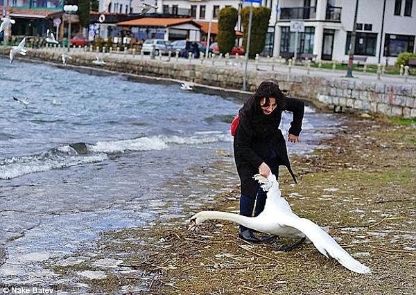 Görüntüler Ohrid gölünden. Kadın kanadından yakaladığı kuğuyu selfie uğruna suyun dışına doğru sertçe sürüklüyor.