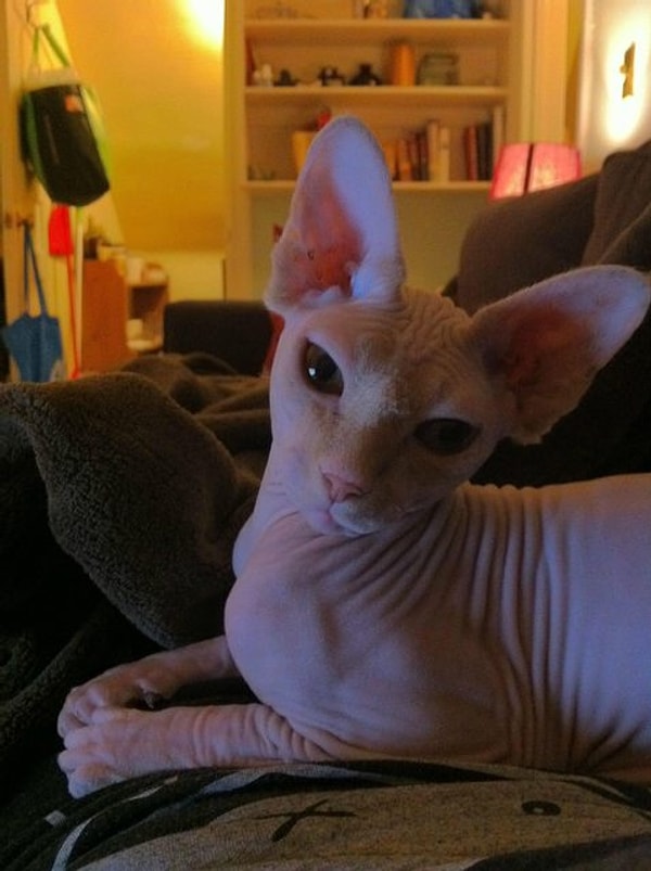 1. Величественная королева