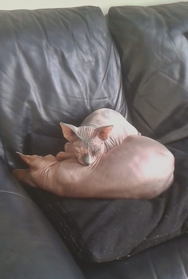 5. Лысые кошки