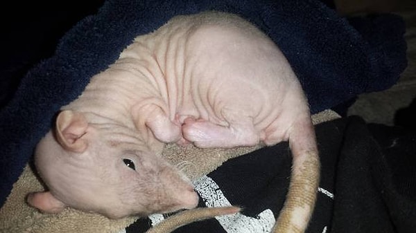 6. Лысые крысы