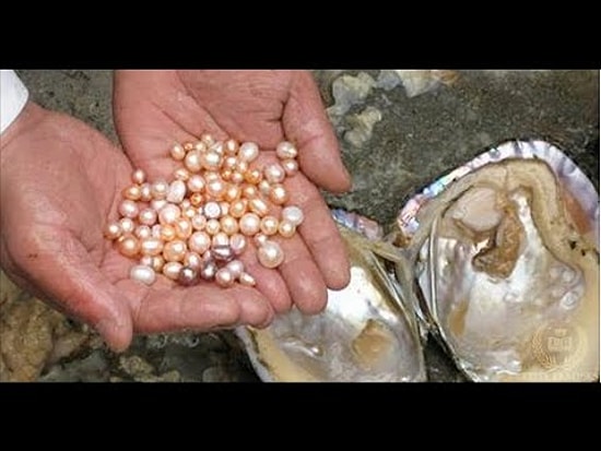Находка месяца: мидия, а внутри - жемчуг