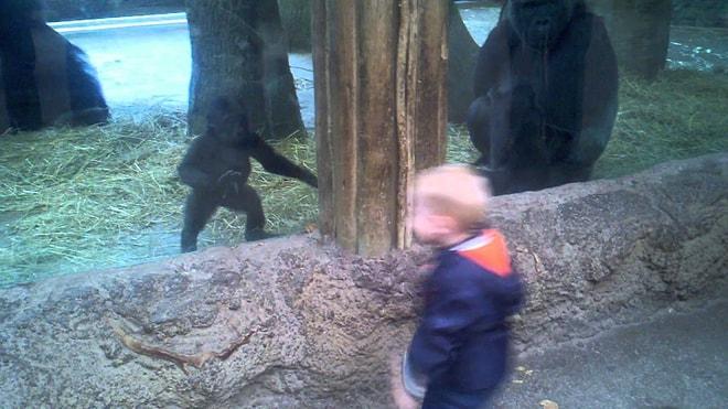 Hayvanat Bahçesindeki Gorille Saklambaç Oynayan Çocuğun Saf Mutluluğu