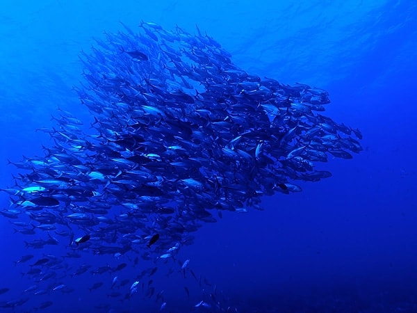 19. Рангироа - атолл во Французской Полинезии знаменитый своими устрицами, производящими черный жемчуг. Здесь также можно заняться дайвингом и увидеть дельфинов, морских дьяволов, зеленых морских черепах и акулу-молот.