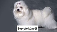 Ülke Olarak Kafamıza Göre İsimlerini Koyduğumuz 14 Köpek Cinsi
