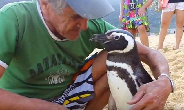 Arjantin'in Patagonya yöresinden bu sevimli penguen, bir zamanlar hayatını kurtaran bu adamı her yıl ziyaret ediyor.