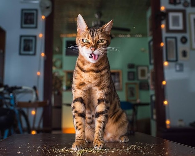 2. Kedi sahiplerinin yeni korkulu rüyası haline geldi sevgili dostlar.