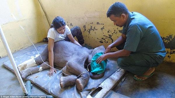 Başlarından geçen bu travmatik olaylar nedeniyle yavru filler küçük çaplı bir bunalıma girmiş.