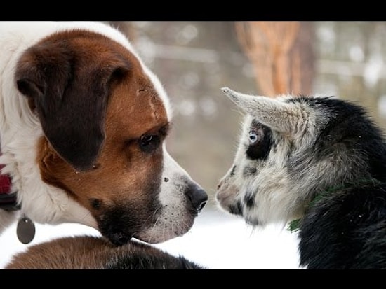 Yavru Keçilerin Köpeklerle Çok İyi Anlaştığının Kanıtı Sımsıcak Görüntüler