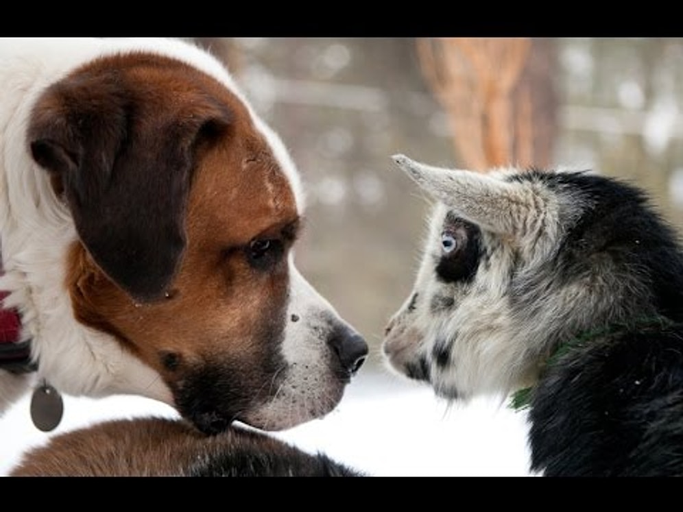 Yavru Keçilerin Köpeklerle Çok İyi Anlaştığının Kanıtı Sımsıcak Görüntüler