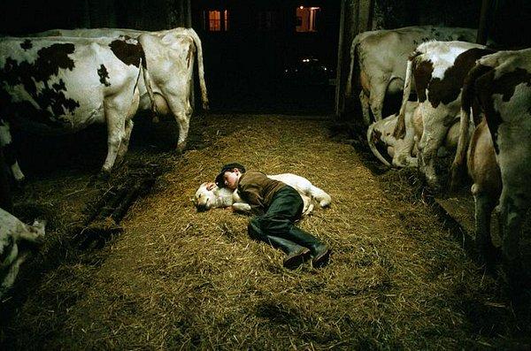 6. Kanada'da ahırda çoban köpeğinin üstünde uyuyakalmış genç çoban