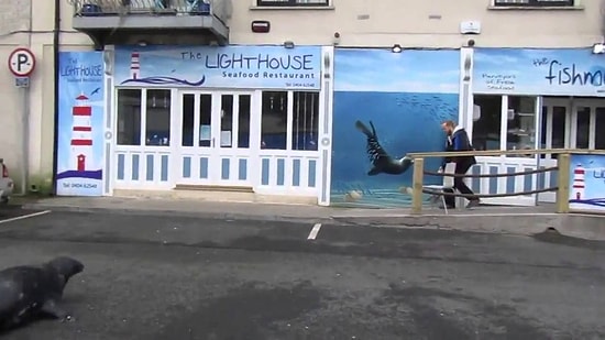 Очаровательный тюлень по имени Сэмми каждый день посещает любимый рыбный ресторан