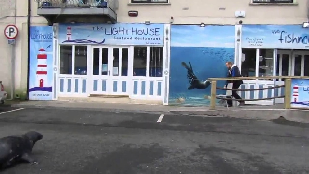 Очаровательный тюлень по имени Сэмми каждый день посещает любимый рыбный ресторан