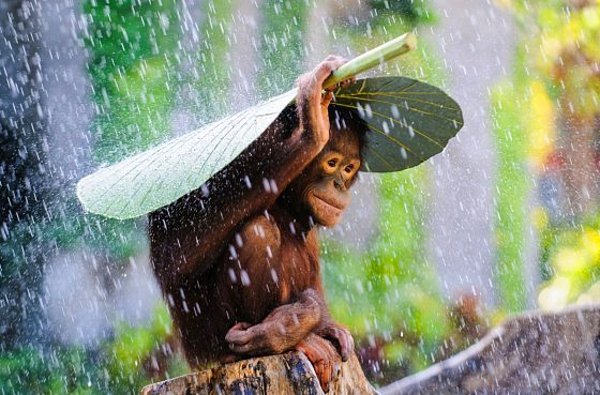 Eserin adı: Yağmurun Altındaki Orangutan