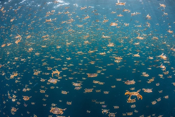 3. 3-е место: «Миллионы крабов» - Руи Герра (Потугалия)