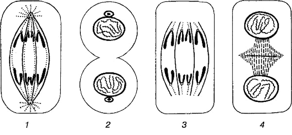 17. Все клетки в вашем теле делятся с момента создания Земли. Деление прекратится в момент вашей смерти, за исключением тех клеток, что вы передали вашим потомкам (1% на каждого ребенка) и тех клеток, что были переданы в особых случаях (например, донорство)