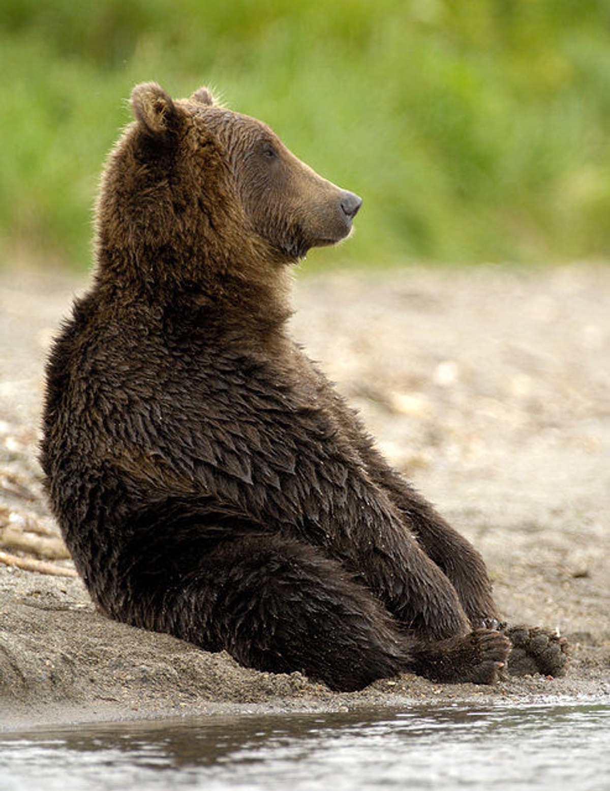 Bear picture. Медведь сидит. Медведь с боку. Медведь вид сбоку. Сидячий медведь.