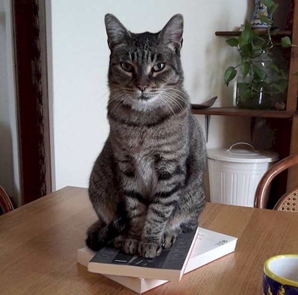 6. Я слышал, как открылся холодильник. Где моя еда, человек?