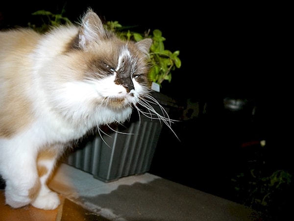 10. Когда ты сказал, надо кастририровать этого засранца, ты меня имел ввиду?