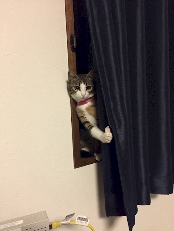 11. А пылесос уже ушел?