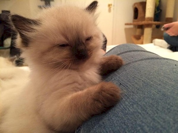 14. Если ты думаешь, что я такой милый, то почему ты не даешь мне больше Вискаса?