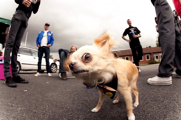 16. Ты пахнешь мясом. Где моя косточка?