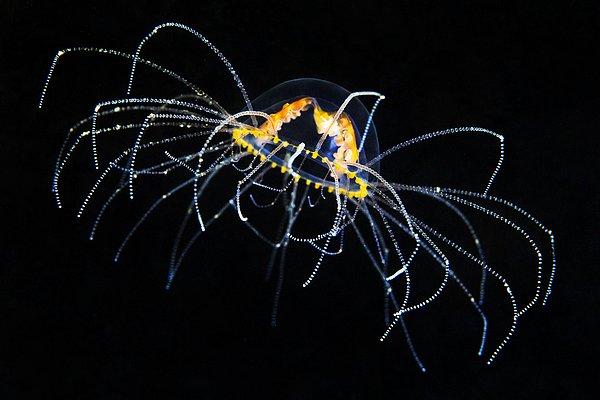 7. Özellikle derin deniz canlılarını araştırmakta