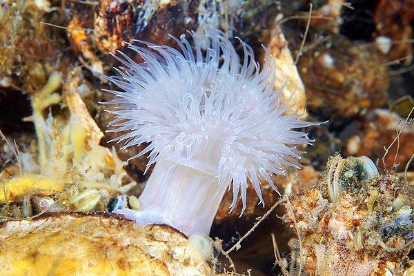 10. ve nadir görülen deniz canlılarına ait kanıt sağlamak için