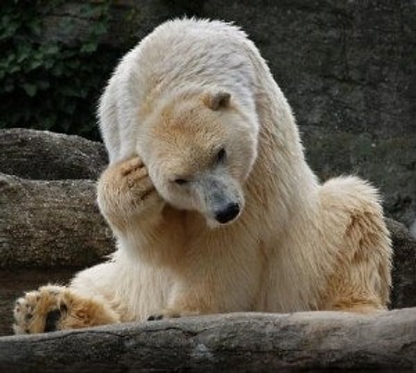 4. Вообще-то белые медведи водятся на севере. Что же я делаю в этой жаре...