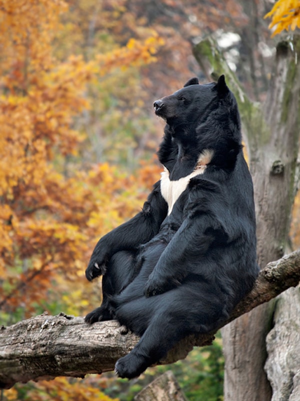 8. Все думают, что раз я симпатичный и шерсть моя блестит, то я счастлив... Как же они ошибаются...