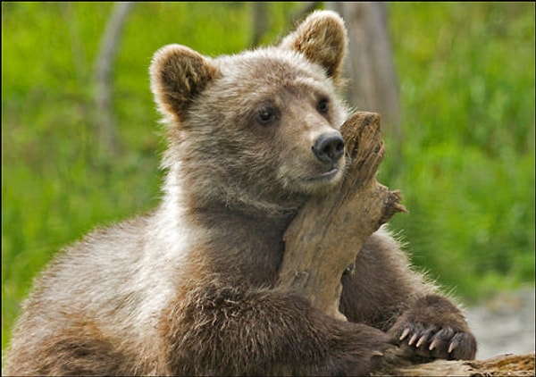 20. Вдруг кто зайдет в гости.