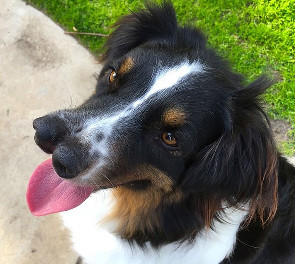 1. Никто из людей не хотел дать Тоби даже единого шанса