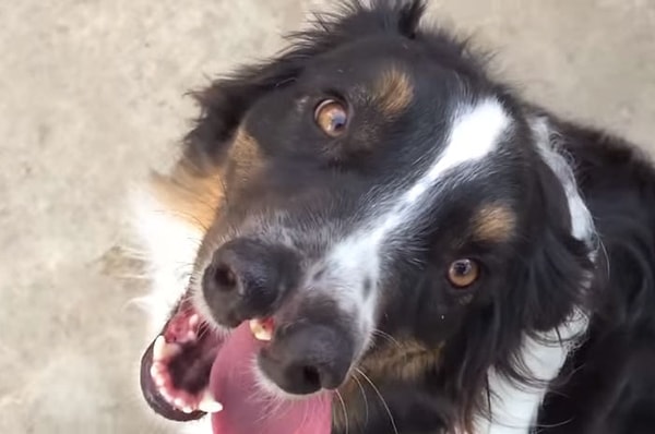 5. "Я совсем не планировал брать питомца, но увидел Тоби и не устоял"