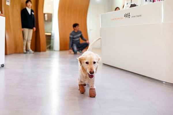 8. С протезами она даже может подниматься по лестнице!