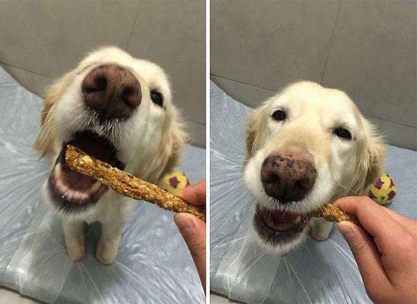 9. Новоиспеченные хозяева в восторге от веселого нрава Чи Чи