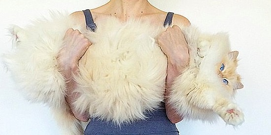 Bembeyaz ve Yumuşacık Tüyleriyle Adeta Bir Bulutu Andıran Pofidik Kedi Sky!