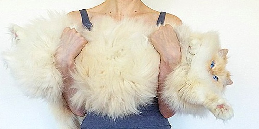 Bembeyaz ve Yumuşacık Tüyleriyle Adeta Bir Bulutu Andıran Pofidik Kedi Sky!