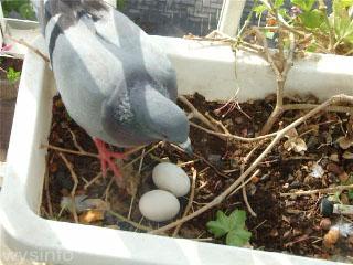 12. Pencerenin kenarında duran saksıya bir kuşun yumurtasını bıraktığını görmen. Ve o yumurtanın büyümesini o kuşu rahatsız etmeden uzaktan seyretmen.