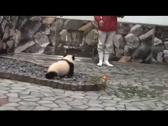 Нападение панды на фотографа!