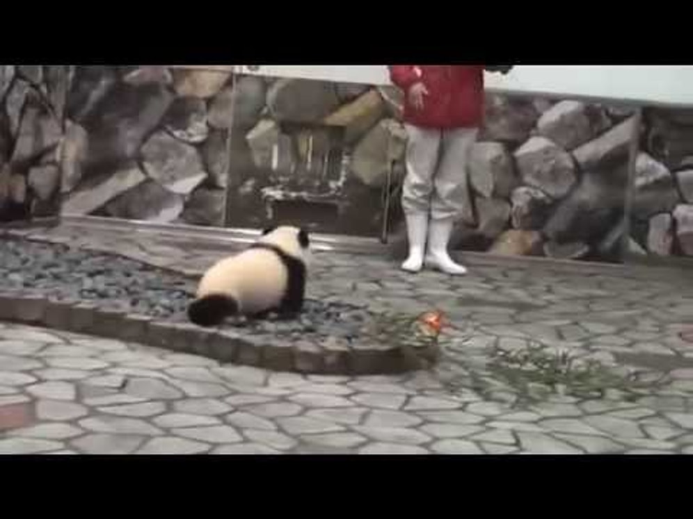 Нападение панды на фотографа!