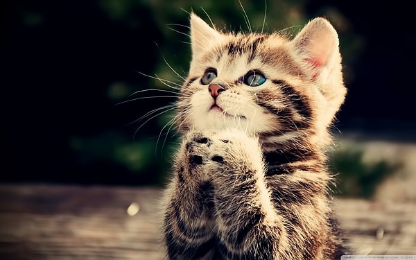 3. Посмотрите видео с милыми животными