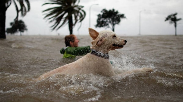 7. Всегда готов протянуть лапу помощи...