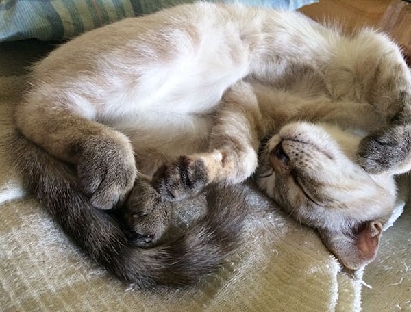 3. «Как только она оказалась у меня дома, тут же завалилась спать» 💤